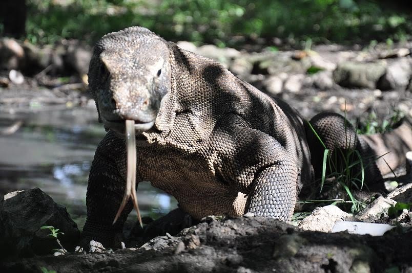 Pulau Komodo Ditutup
